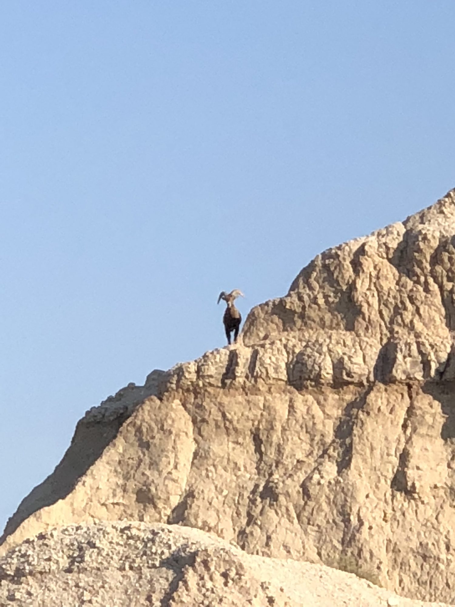The bighorn sheep on the ridge, watching me set up camp