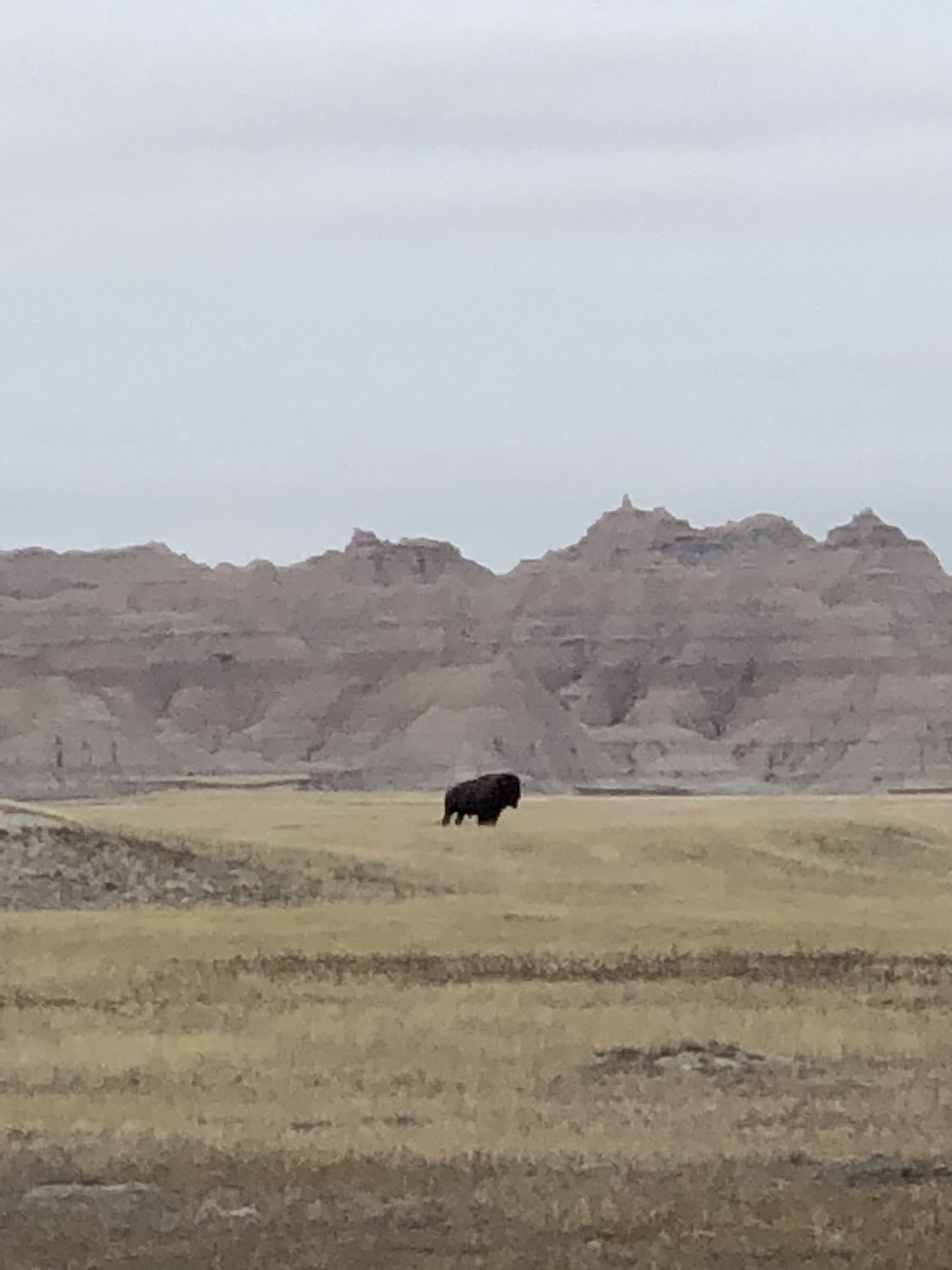 A lone bison out on the prairie, deciding I wasn't worth the trouble