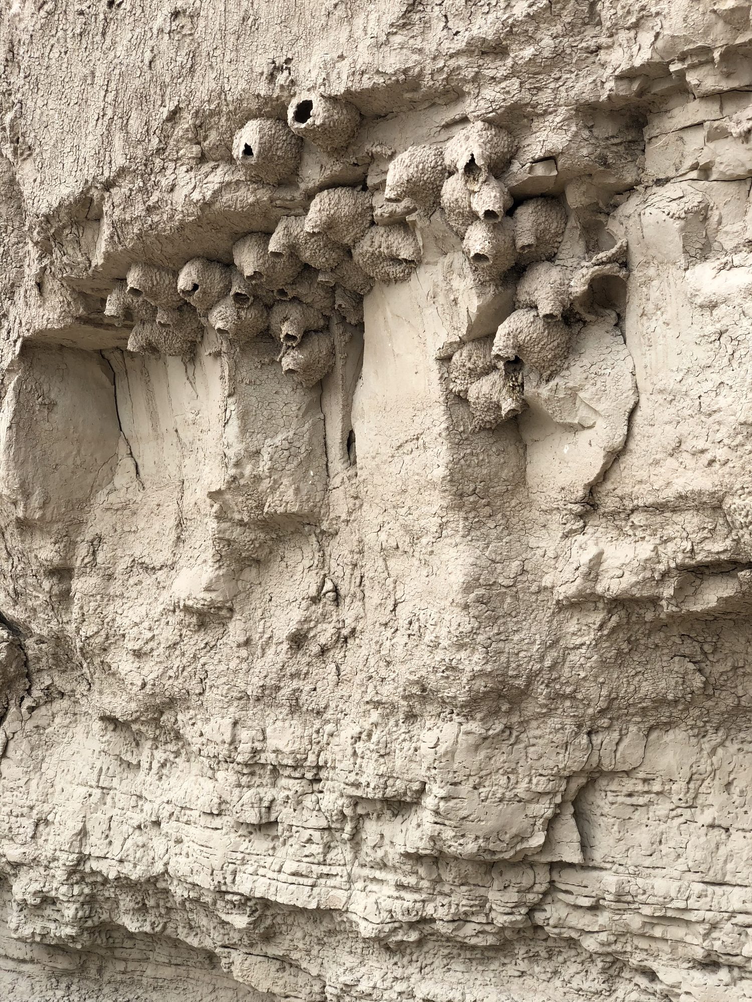 Up close the fortress walls were chalky and soft, pocked with cliff swallow nests