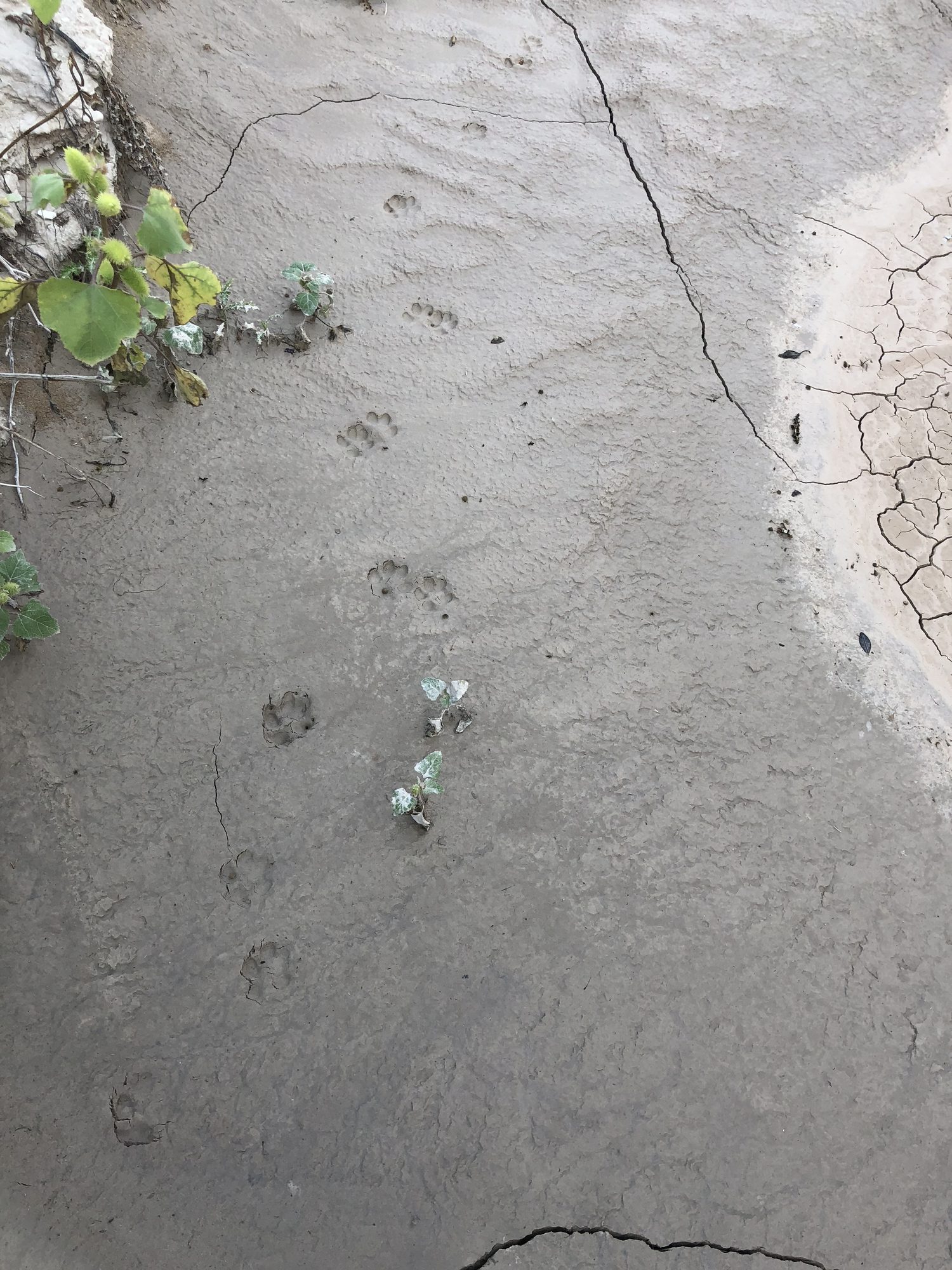 Fresh tracks in the clay — coyote, close enough to raise an eyebrow.