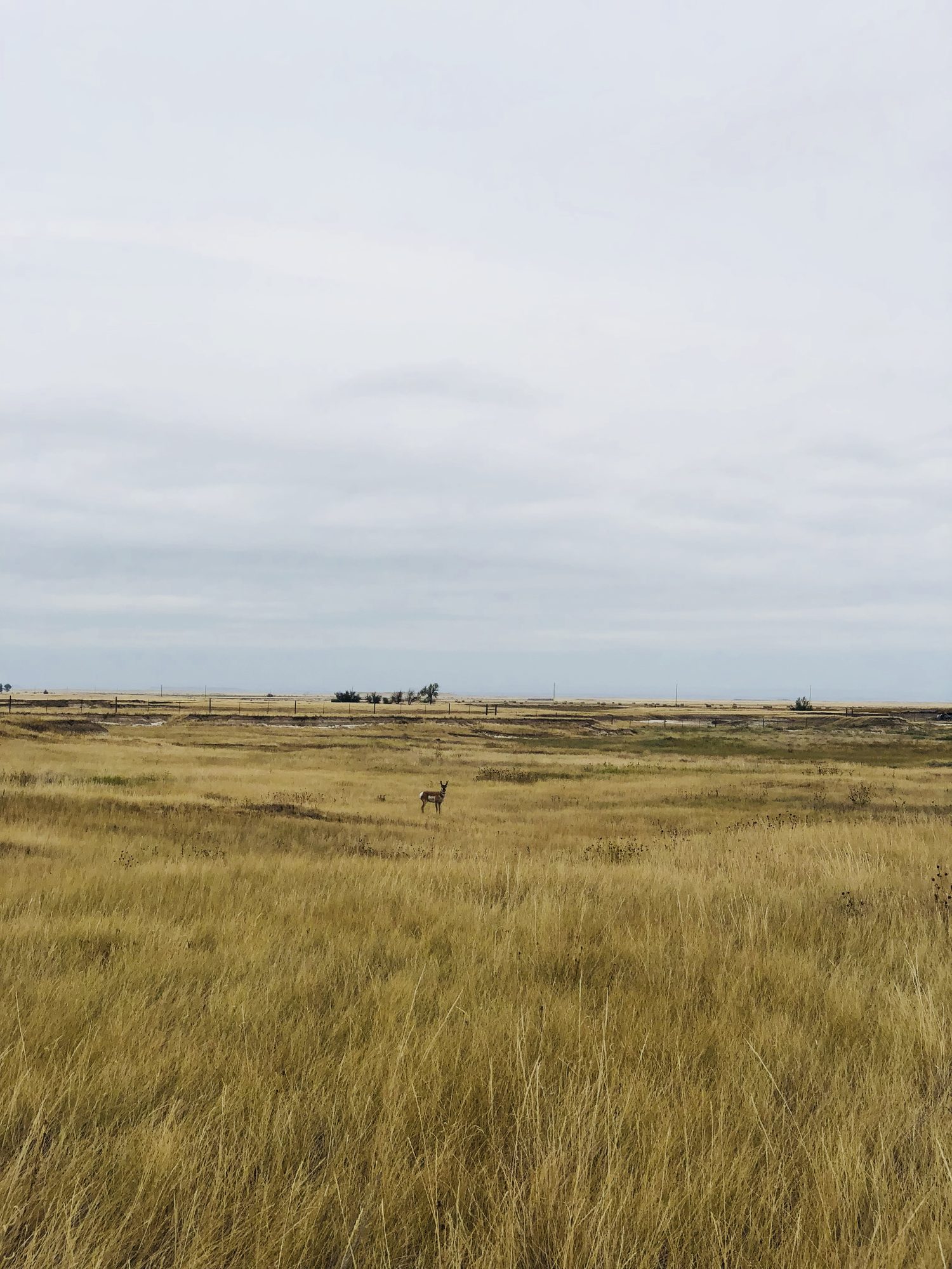 Golden grass stretched like an ocean, the trail more suggestion than path.
