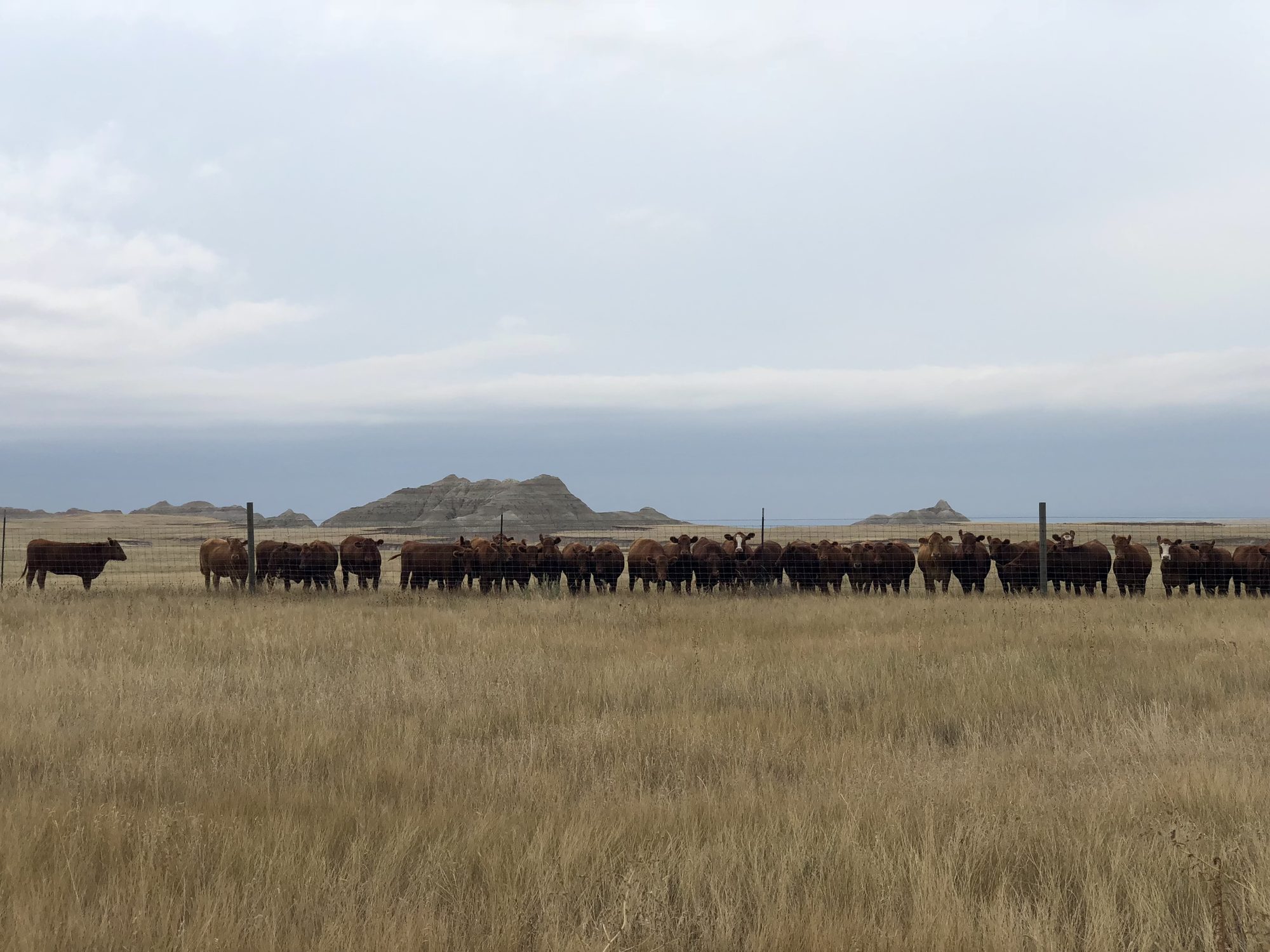 The staring cows, trotted straight to the fence to watch me pass.