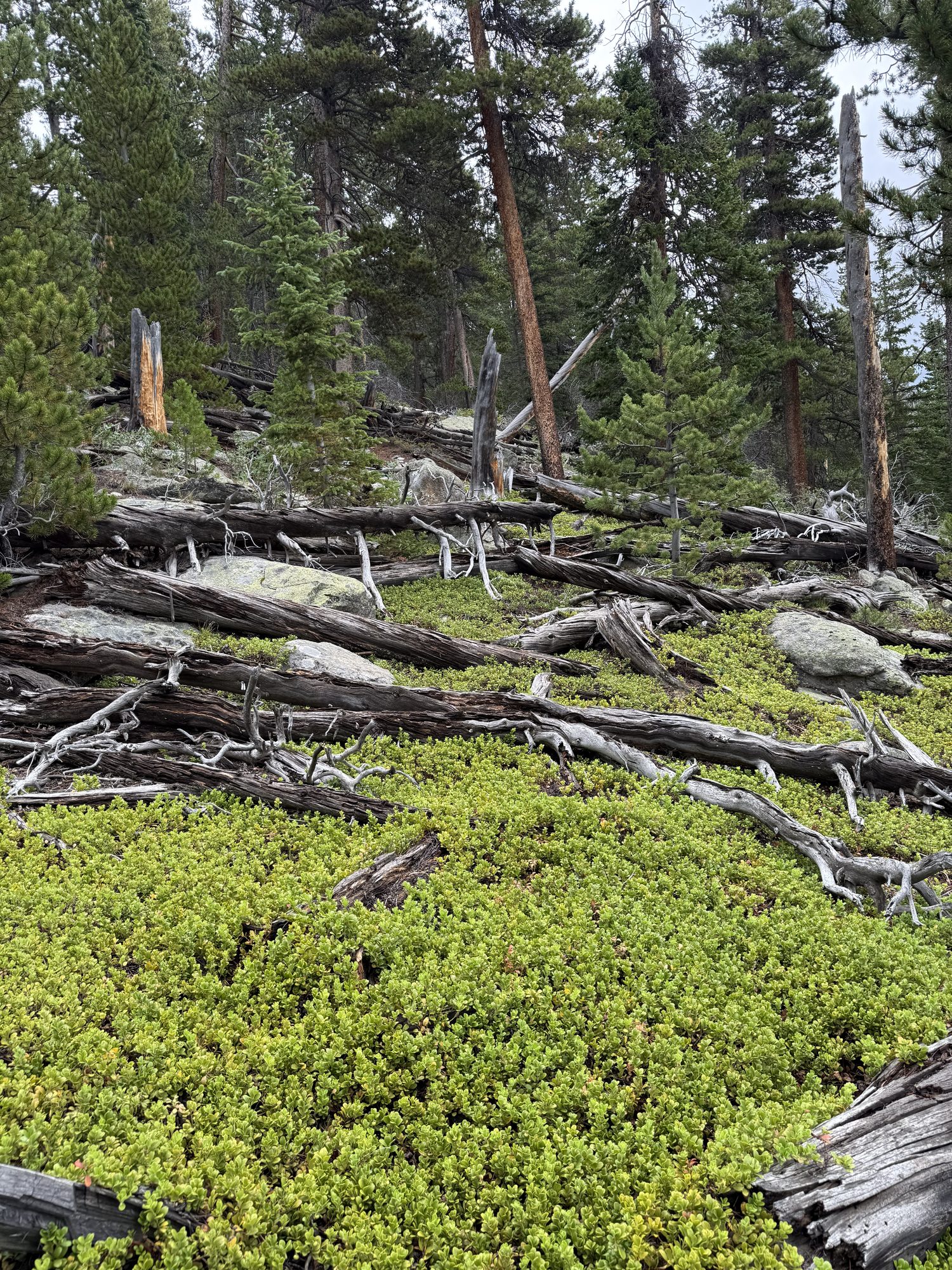 Mountain pine beetle kill — standing and fallen dead pine over green undergrowth, mile after mile