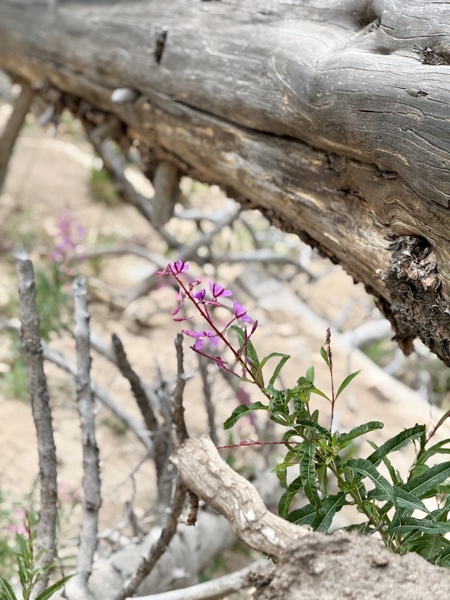Fireweed along the Roaring River.