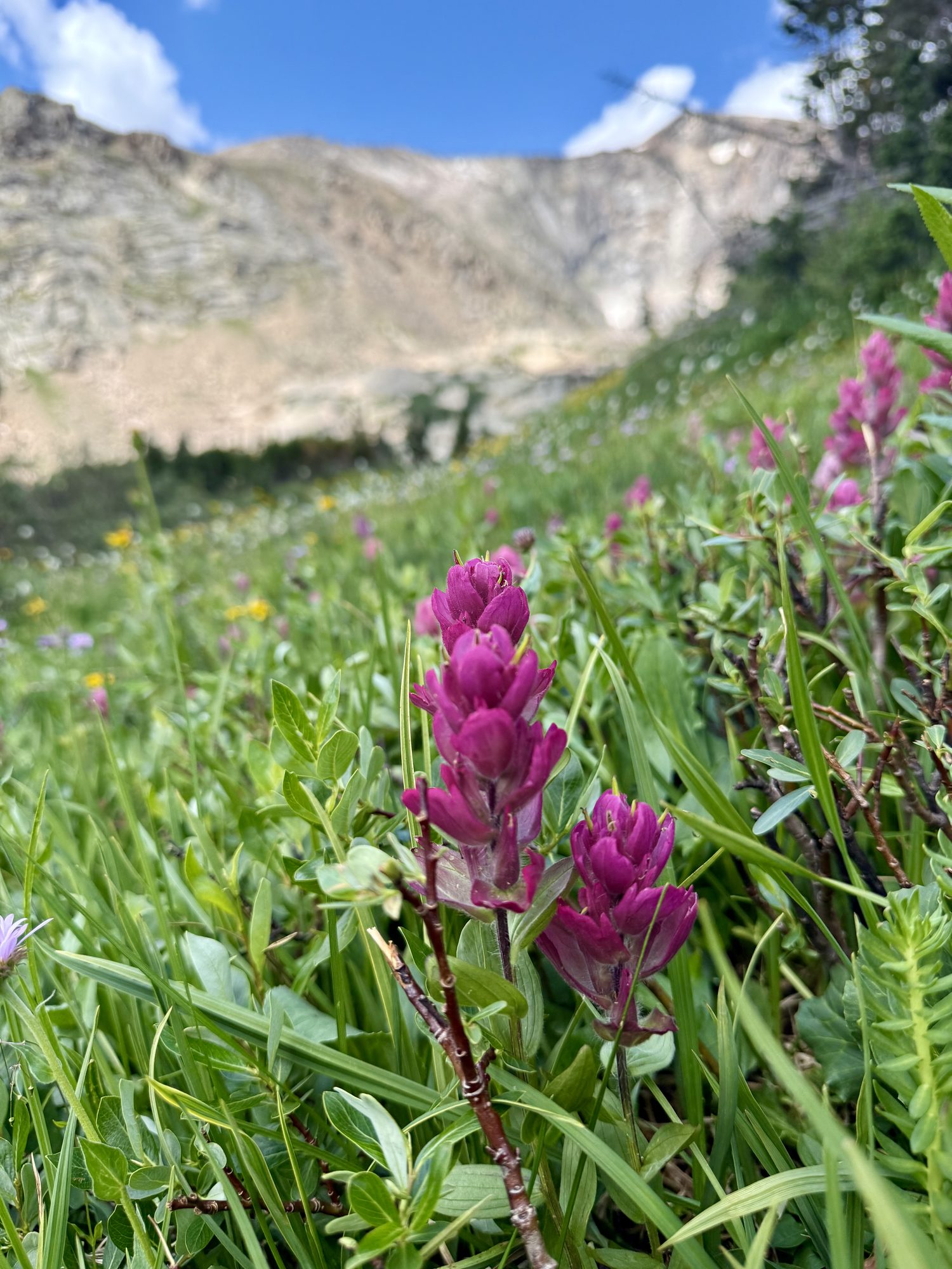 Magenta paintbrush, and behind it the day the trip announced itself.