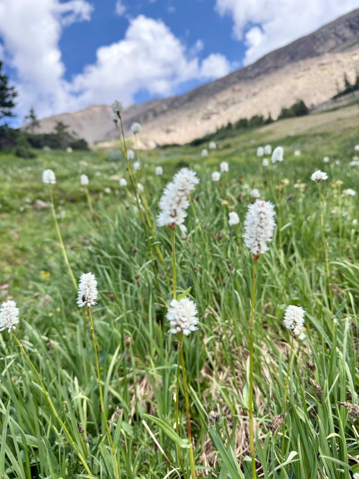 Alpine bistort across a meadow running up to the peaks.