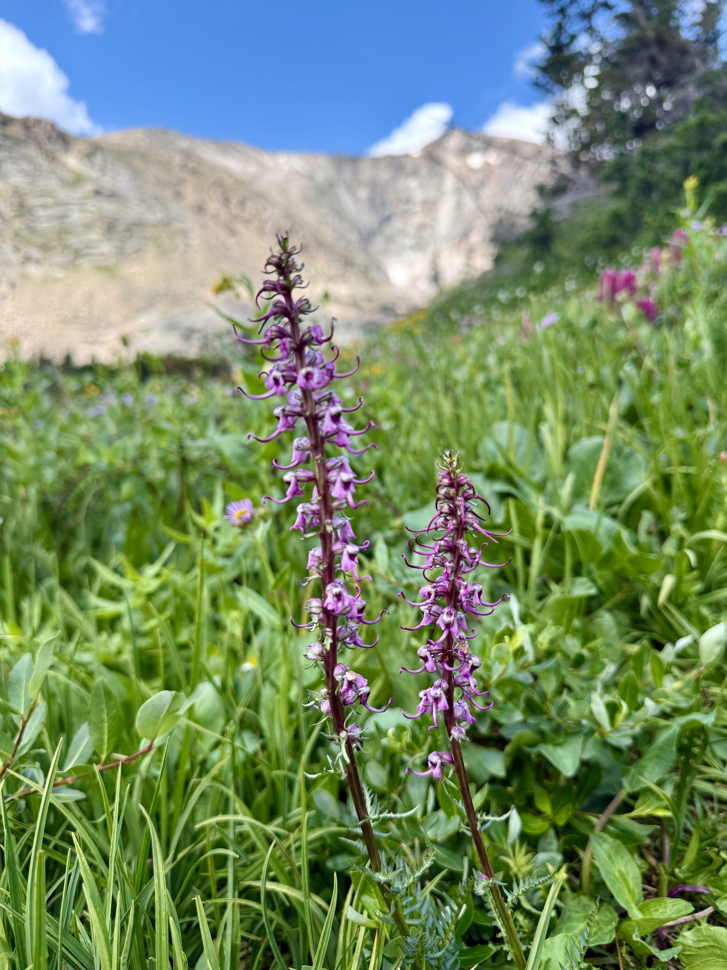 A spike of purple in the tundra grass, the wildflowers thickening as we climbed.