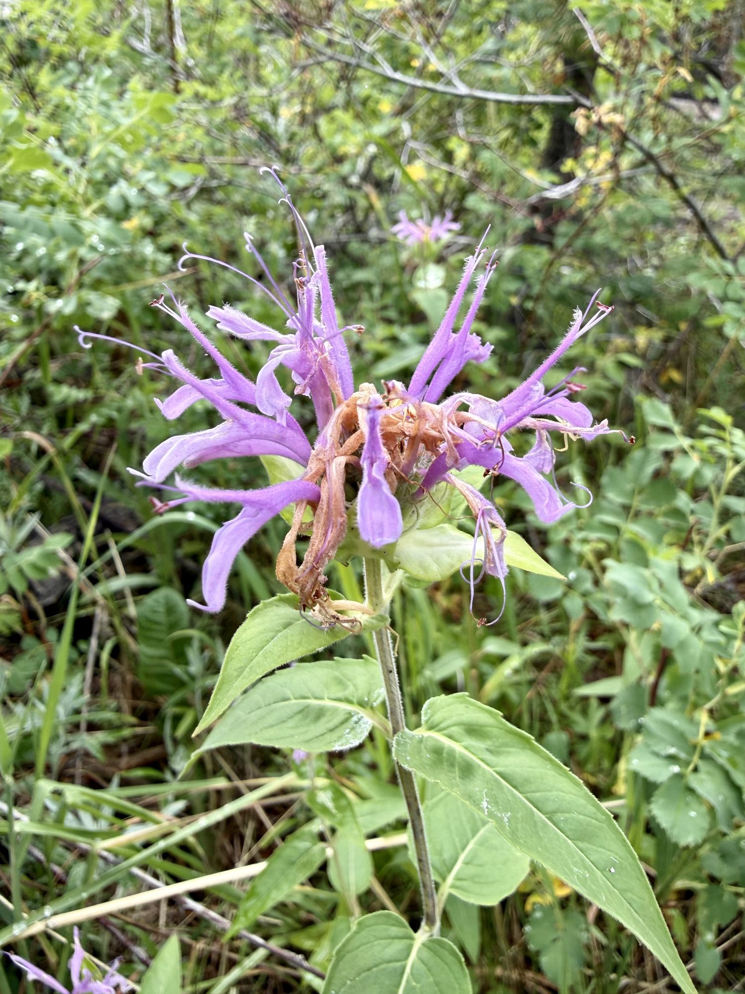 Wild bee balm in the understory.