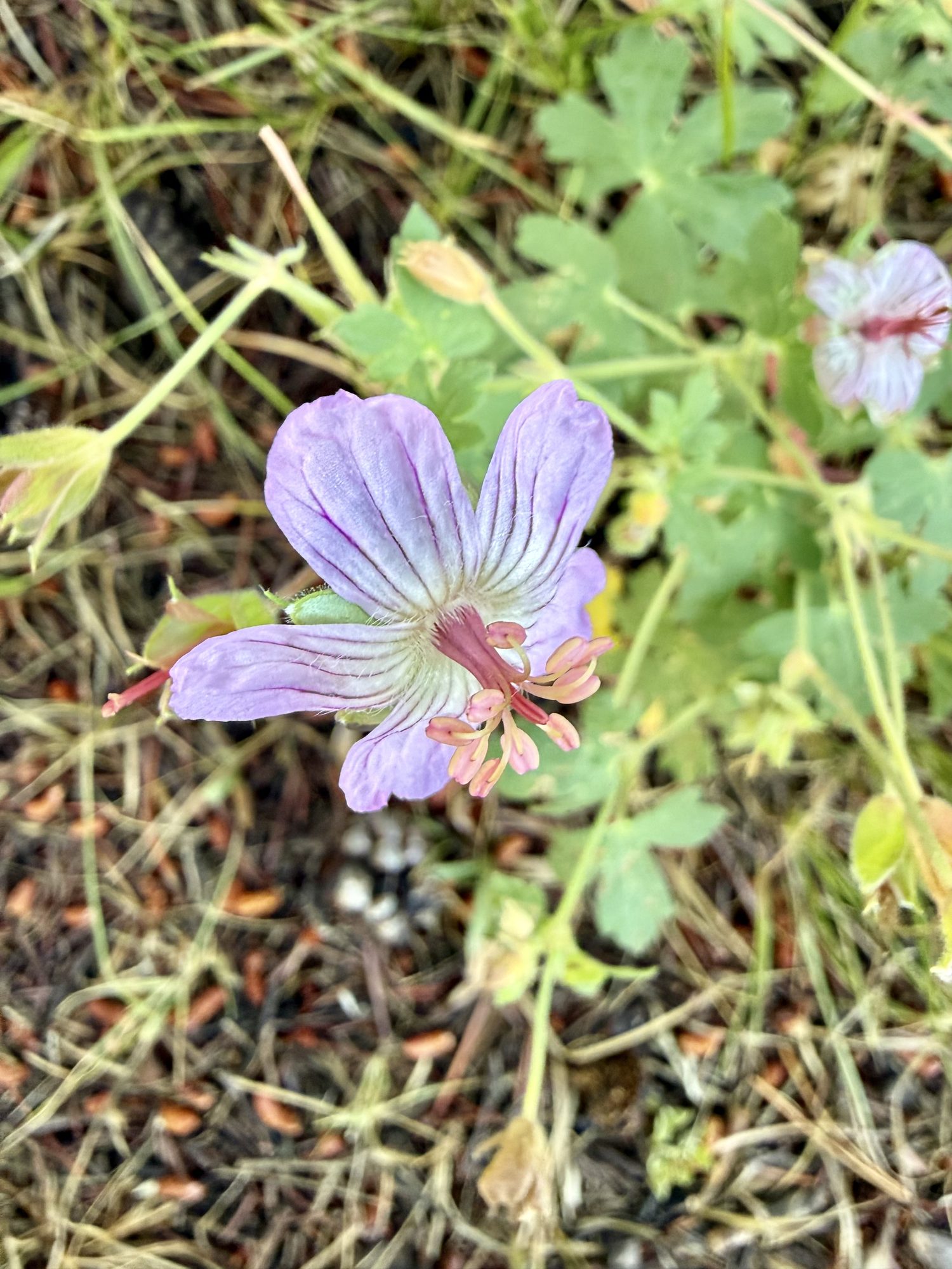 Wild geranium at the wood's edge.