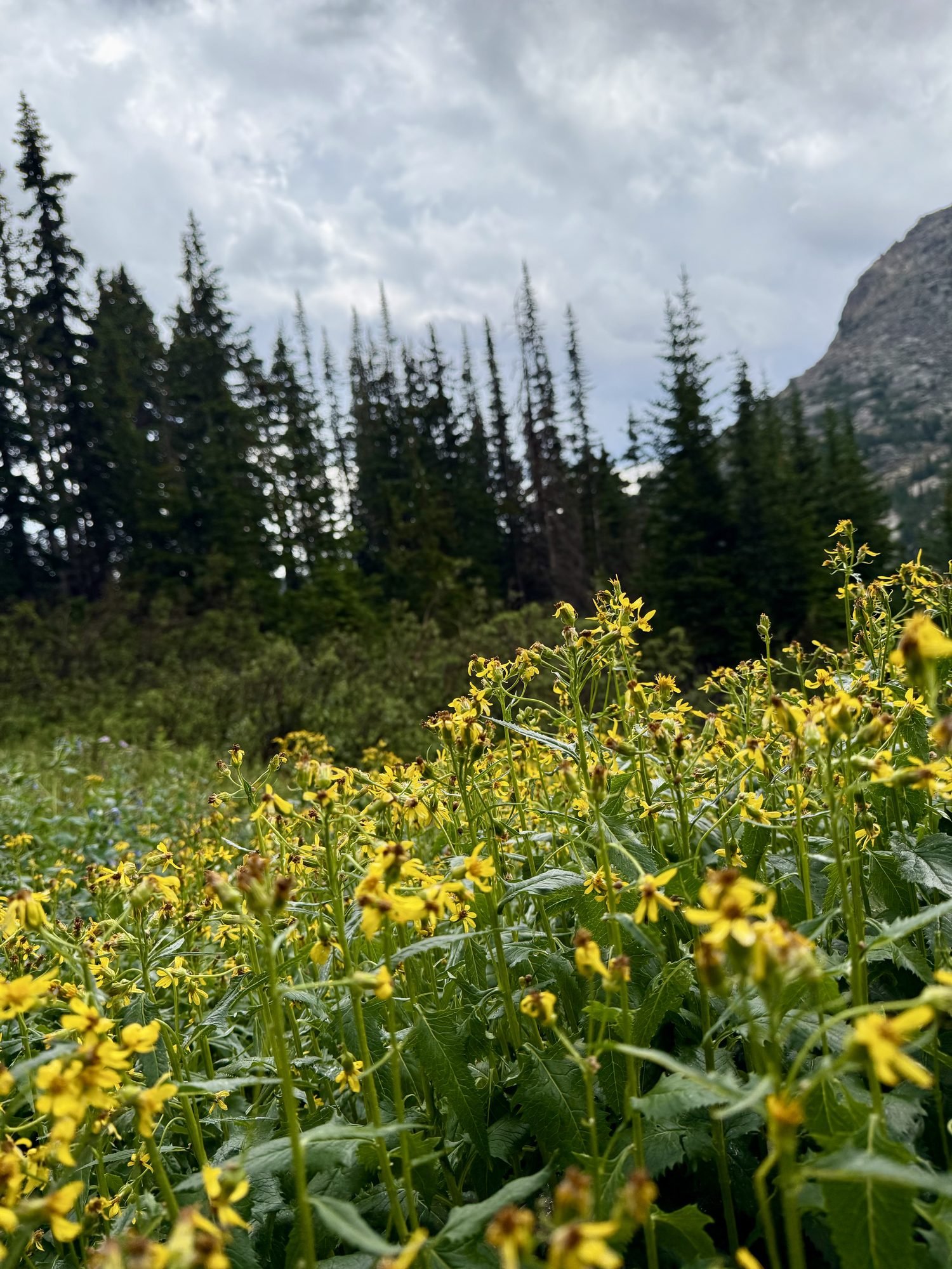 Mule-ears blazing yellow under a gathering sky.