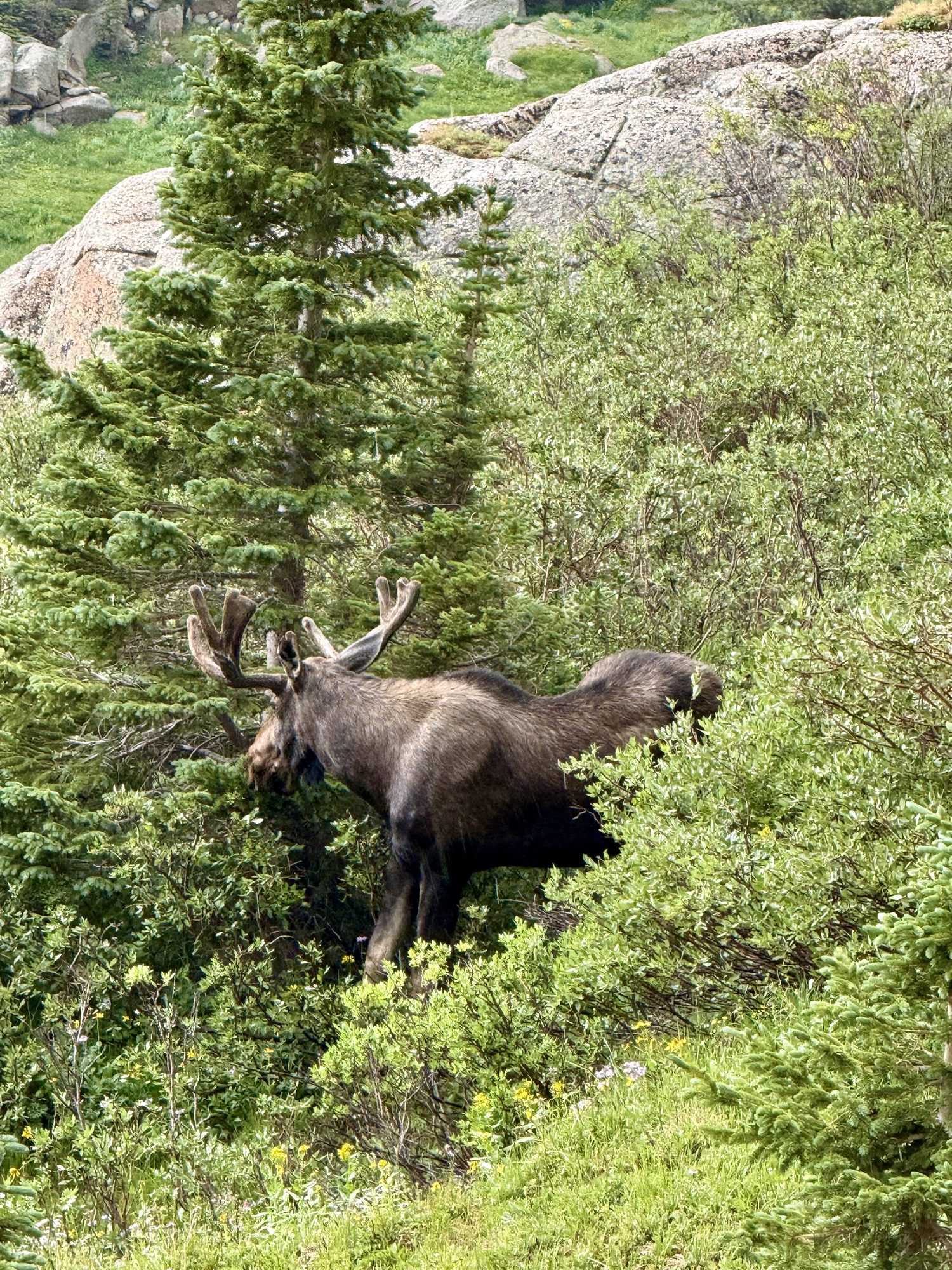 A moose in the willows on the way to Crystal Lake
