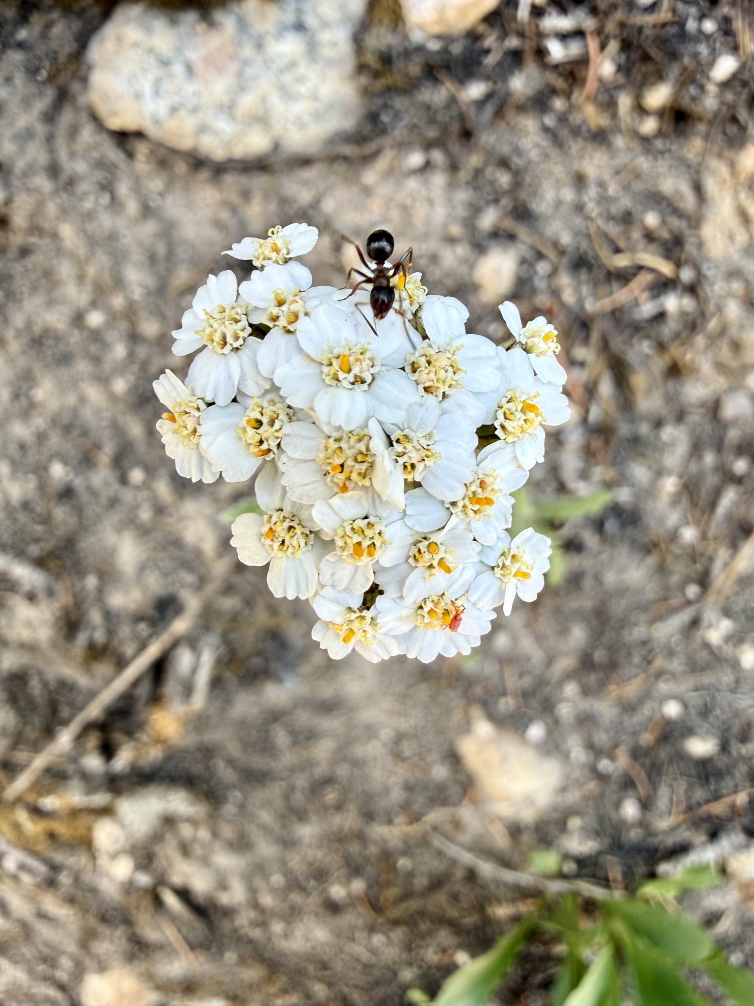 Yarrow, with a visitor working the blossoms.