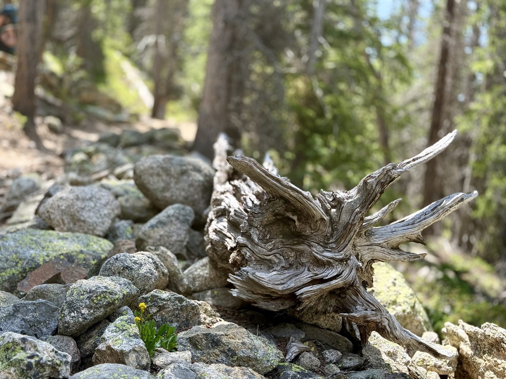 A gnarled snag bleached silver among the rocks.