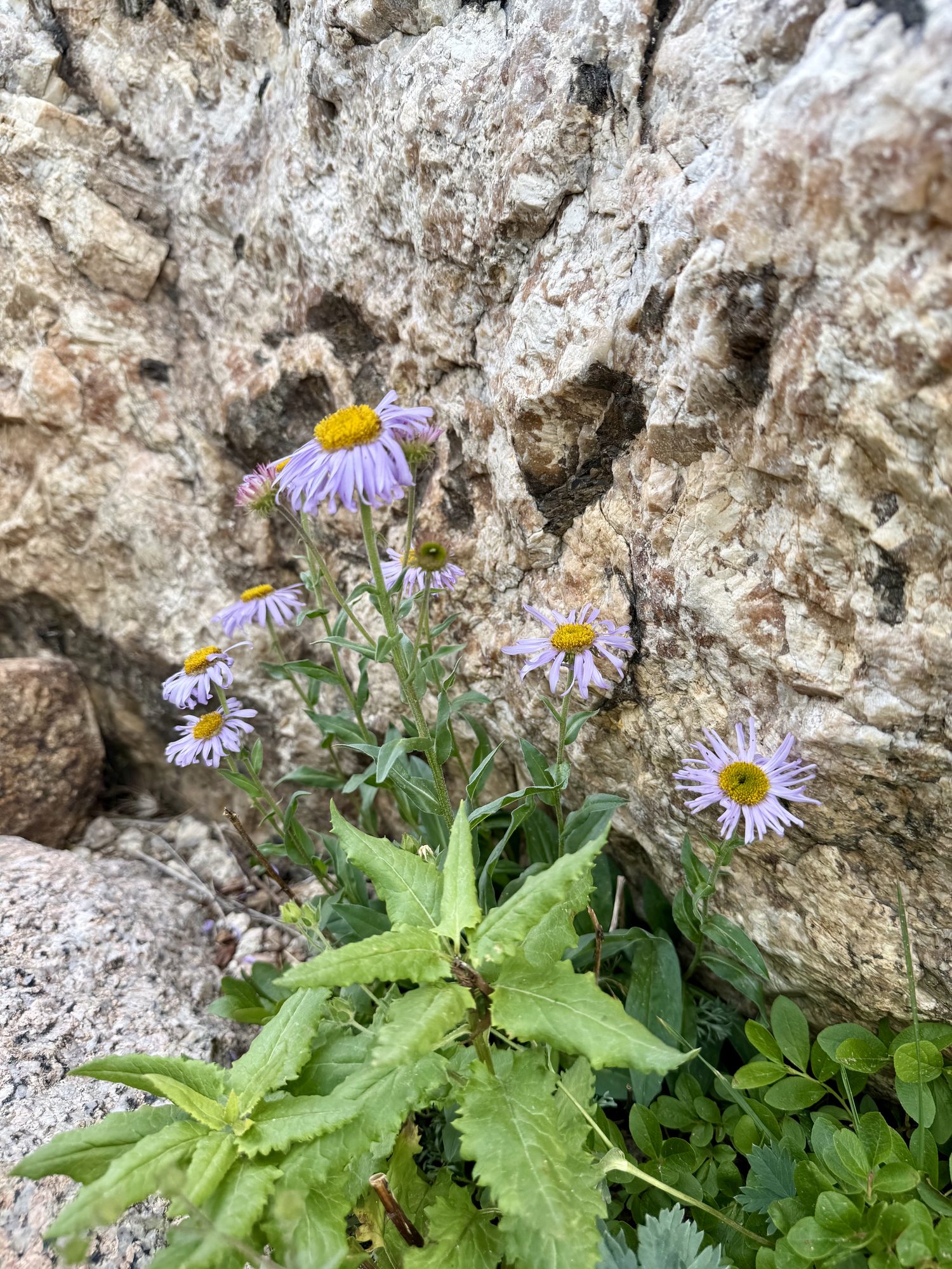 Fleabane growing straight out of the rock.