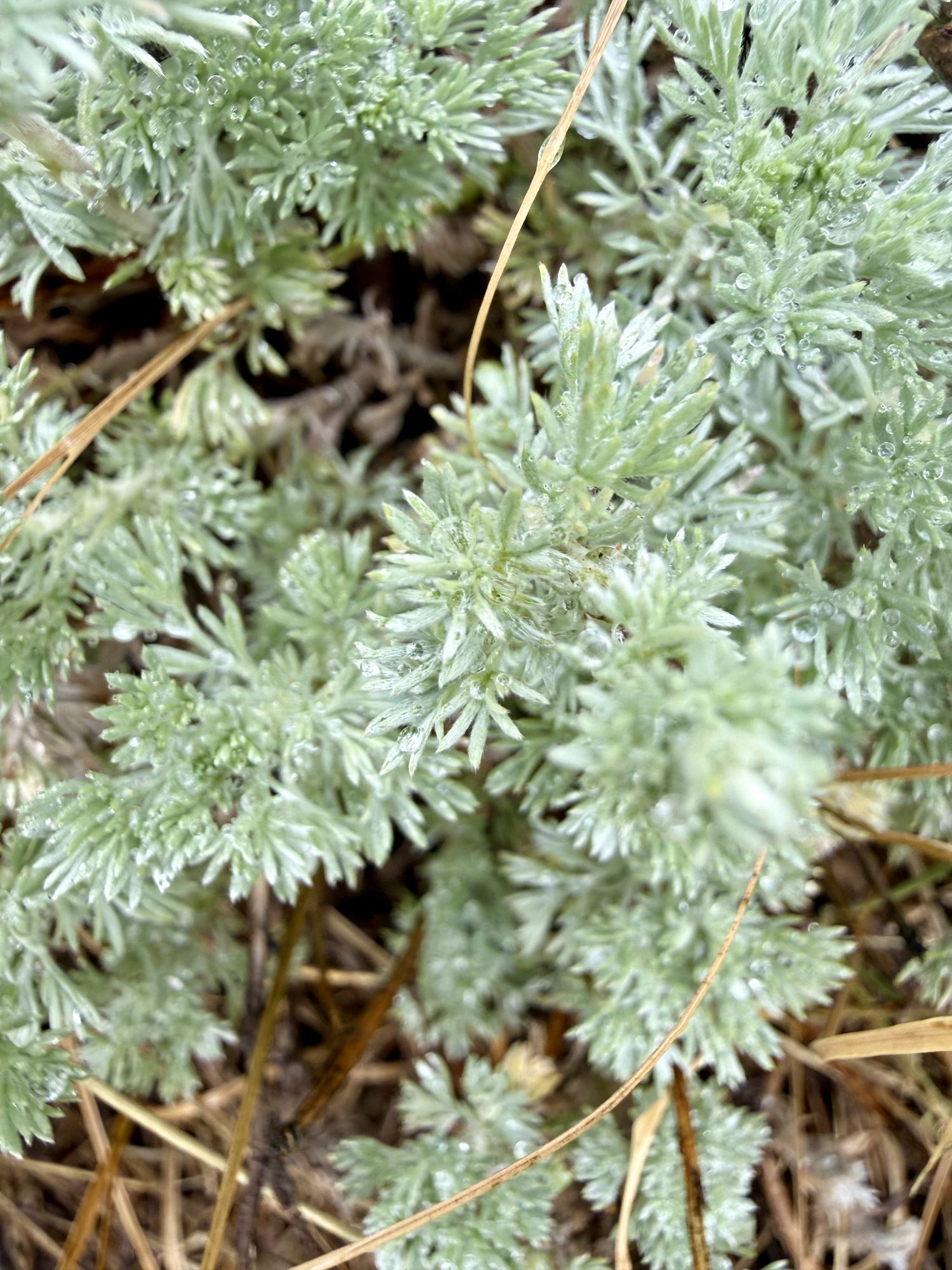 Silvery sagebrush, soft against the granite.