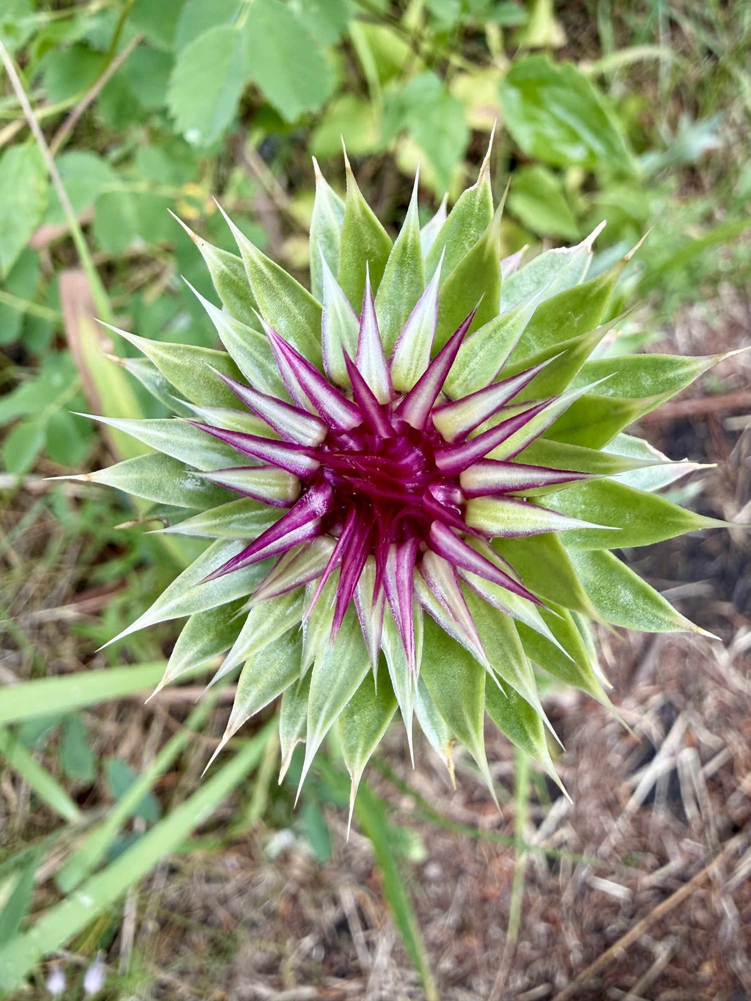An elk thistle just starting to open.