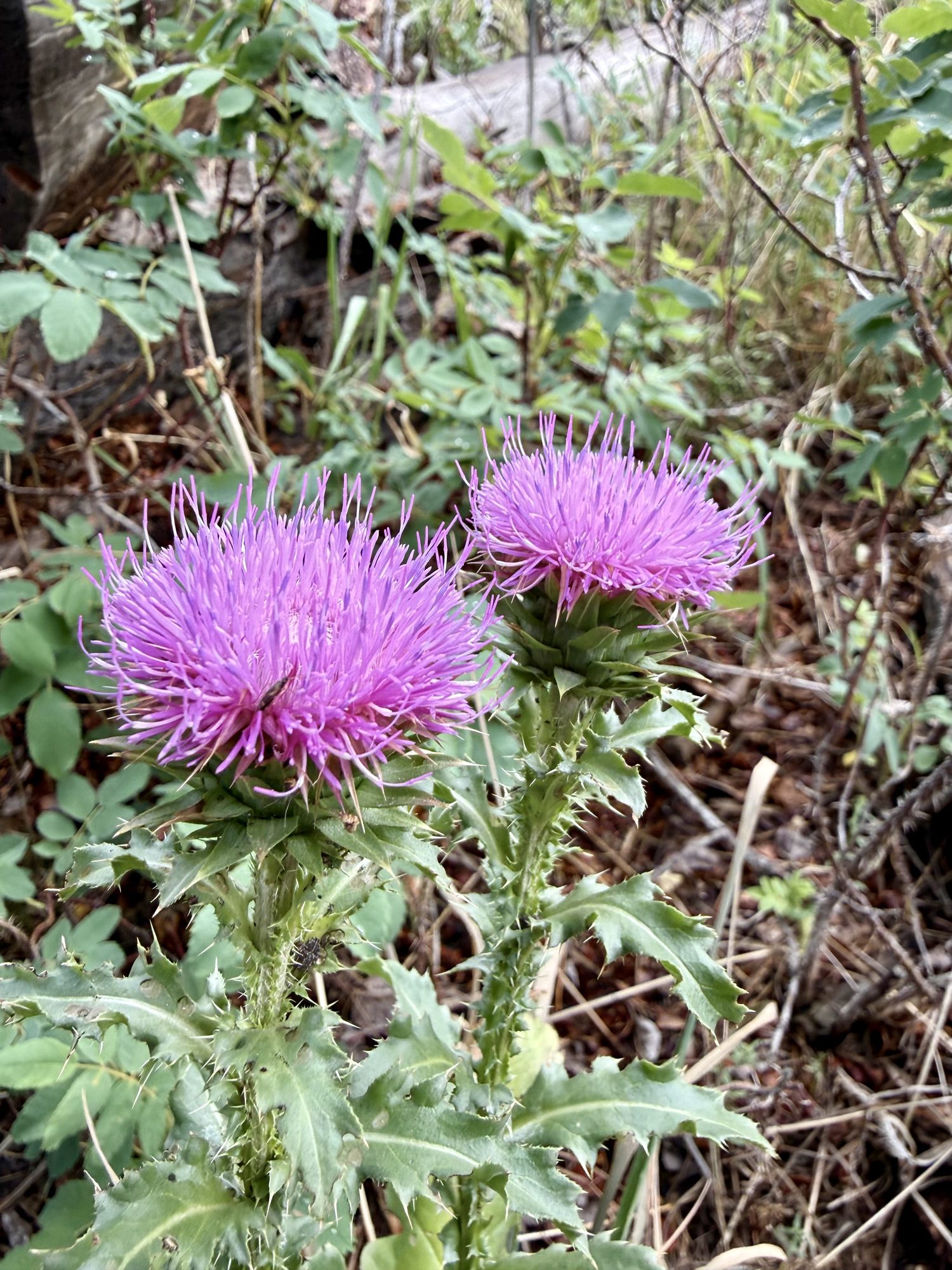 Thistle in full magenta.