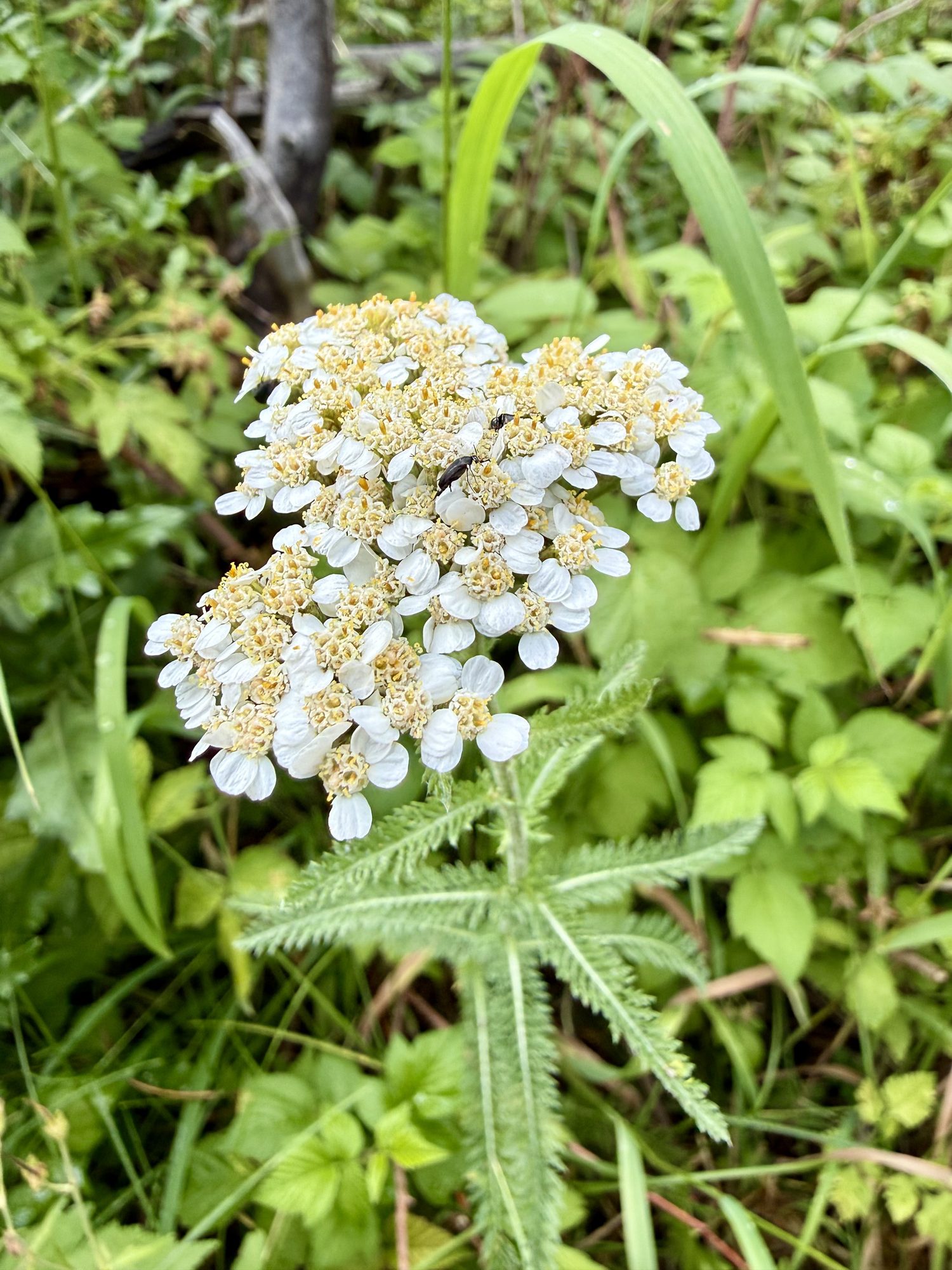 Another head of yarrow along the trail.