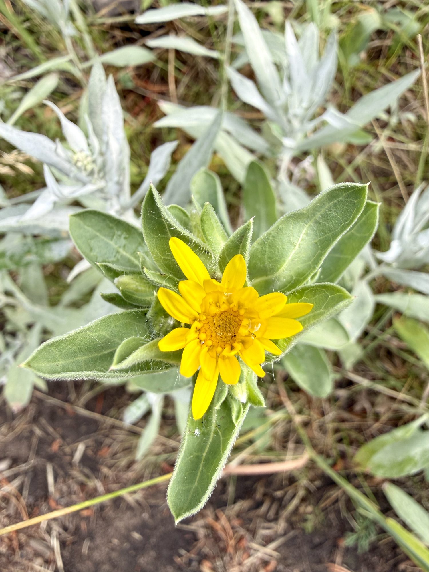 Alpine arnica catching the light.