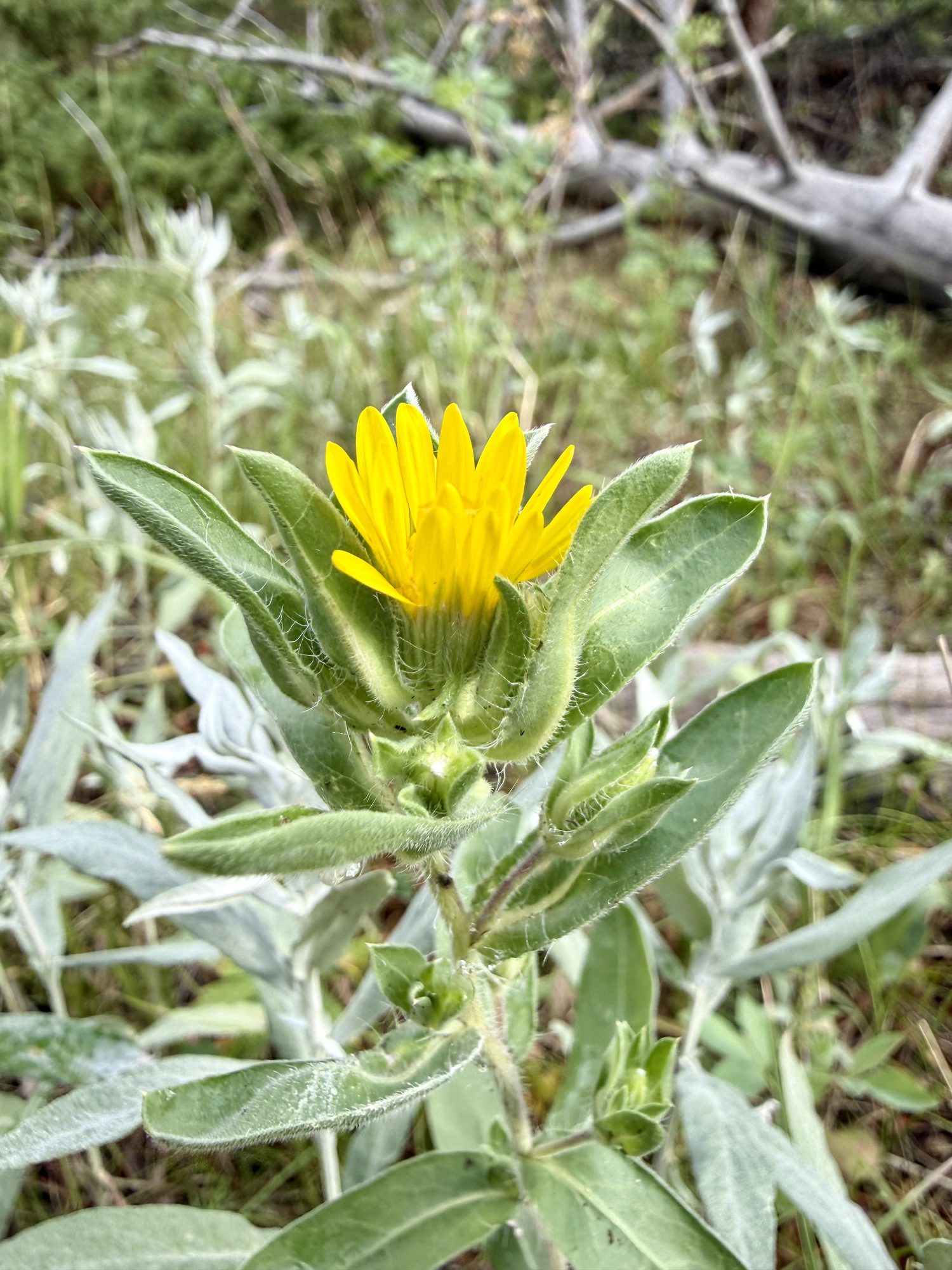 More arnica, yellow against the tundra.