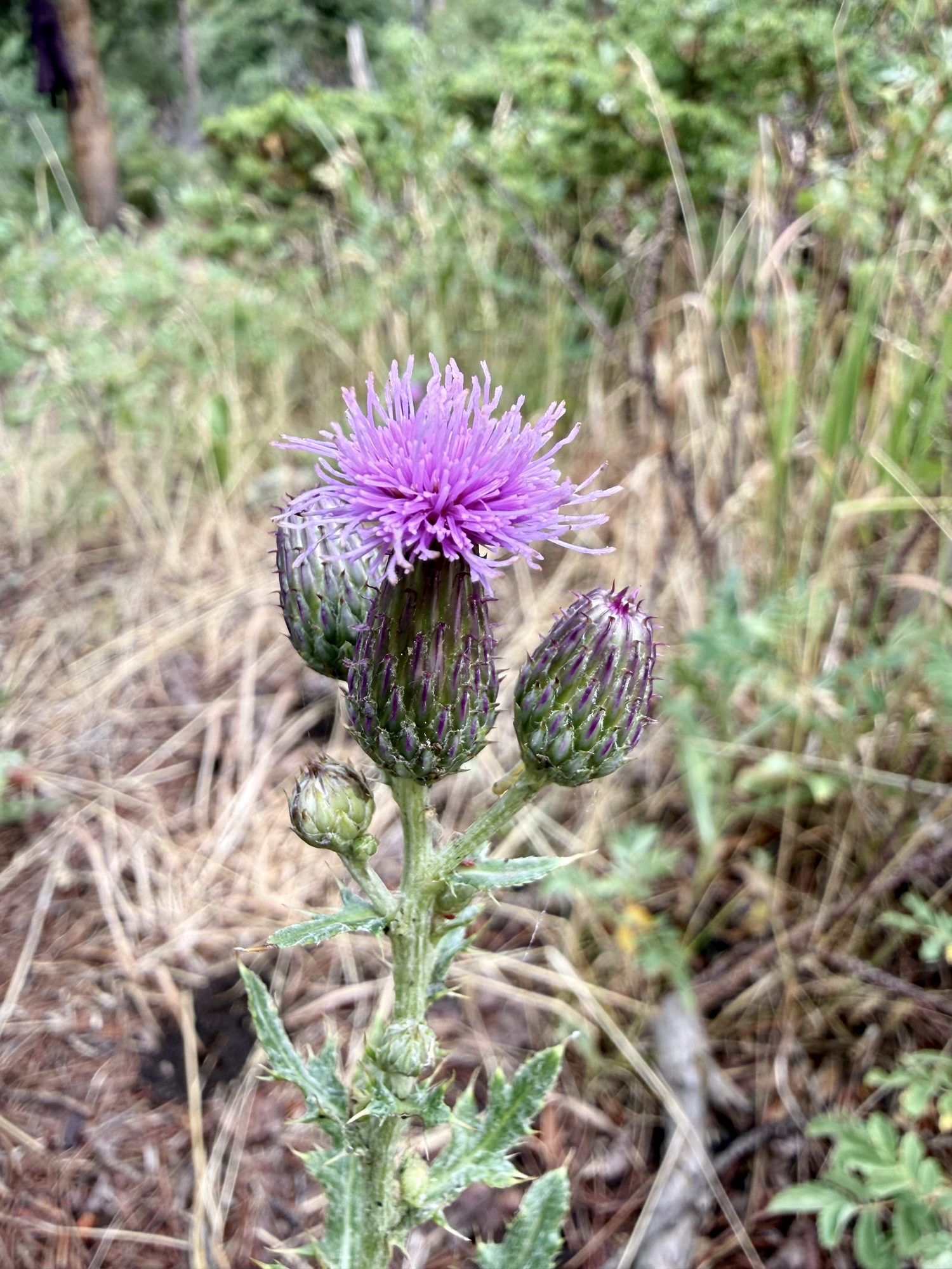 Thistle and its buds, waiting their turn.