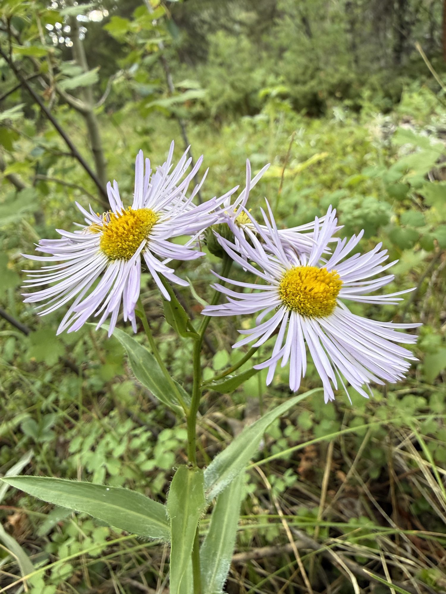 Fleabane daisies in the meadow grass.