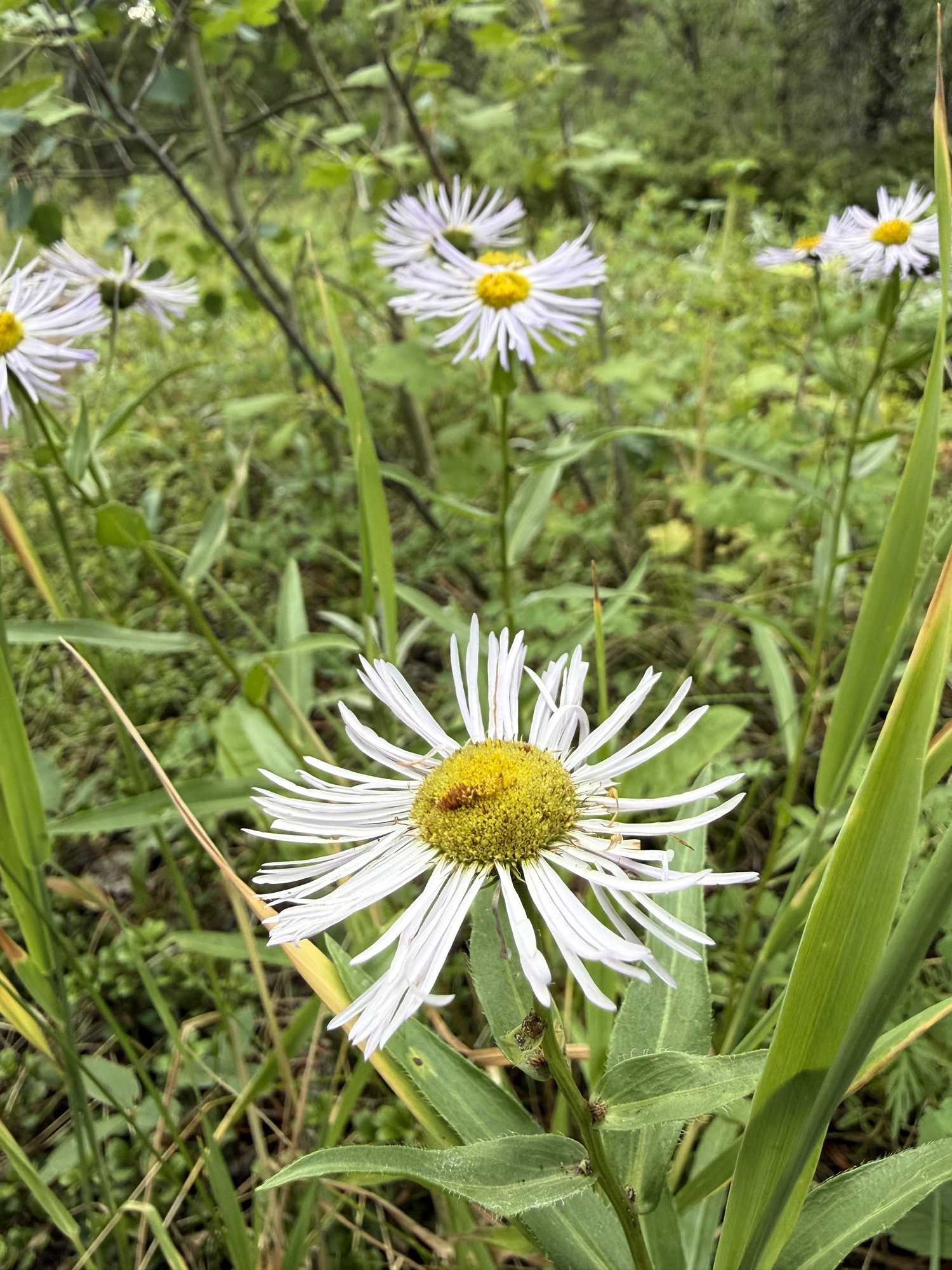 One more stand of fleabane, white and gold.