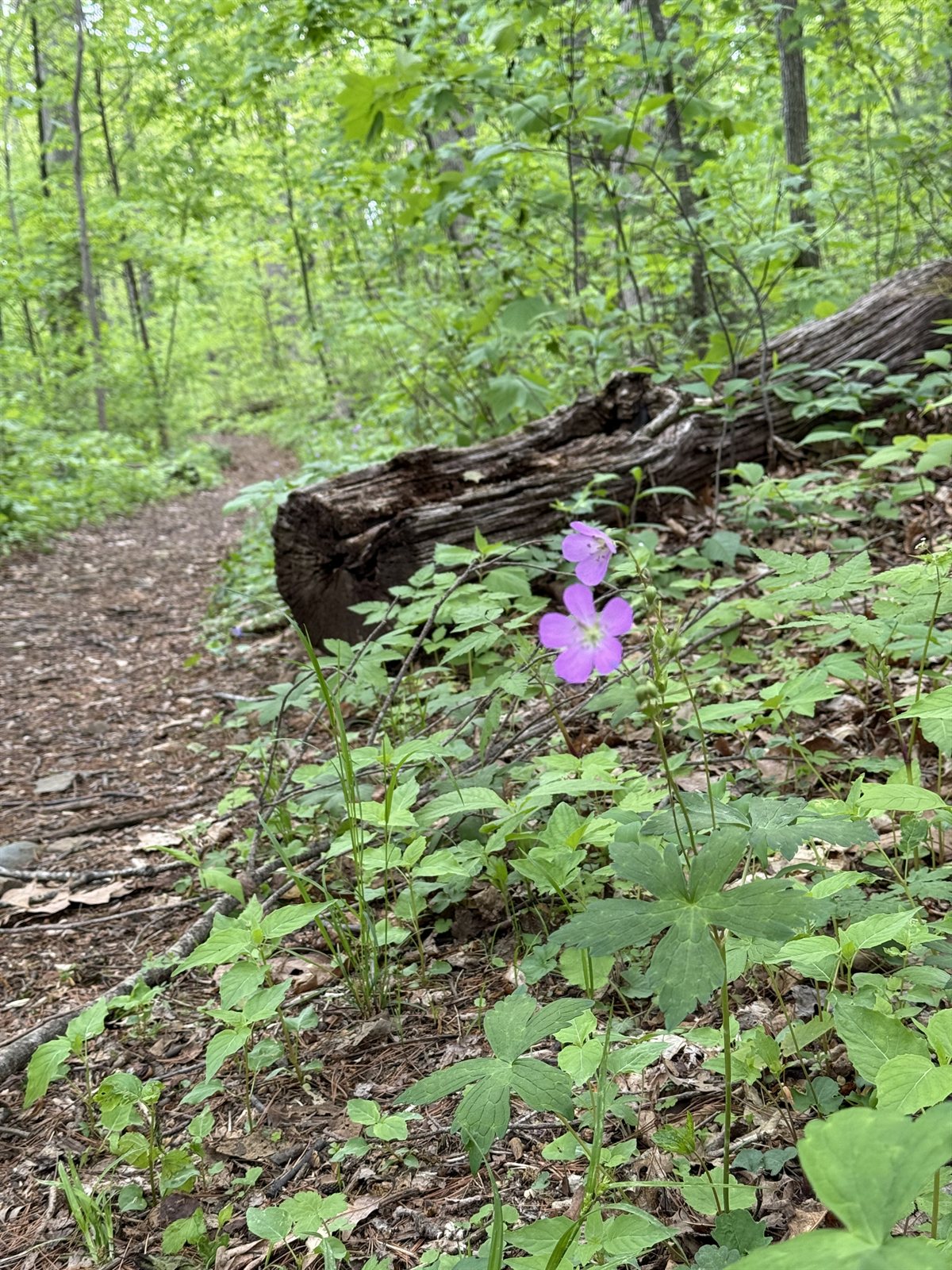 A wildflower and a mossy log on the slow hike in