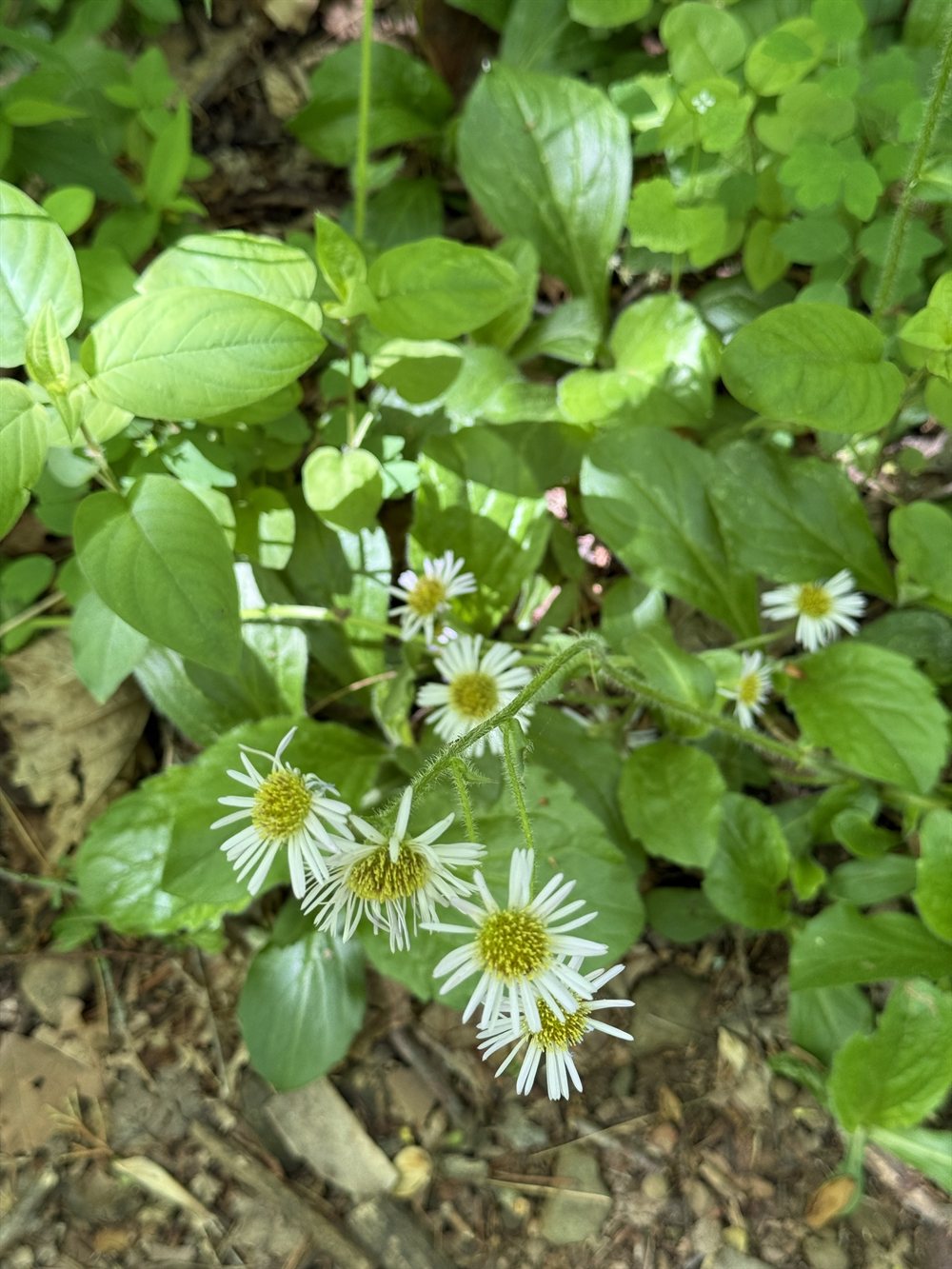 Small white asters along the path