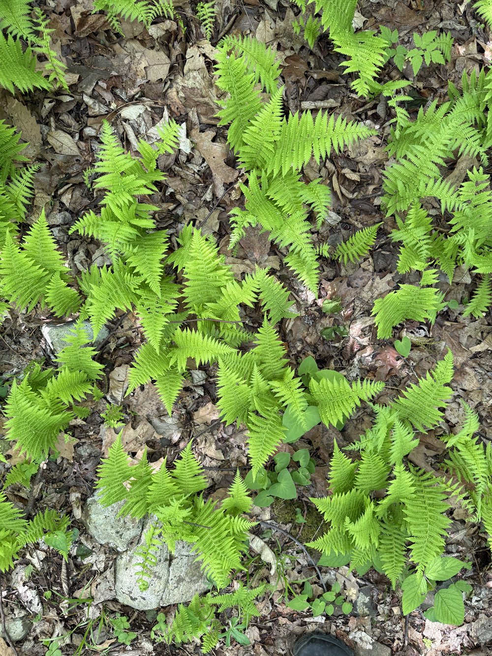 New ferns unfurling on the forest floor