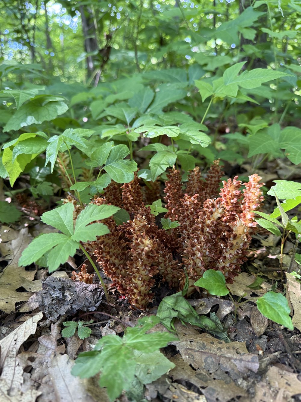 A cluster of spring growth, close up