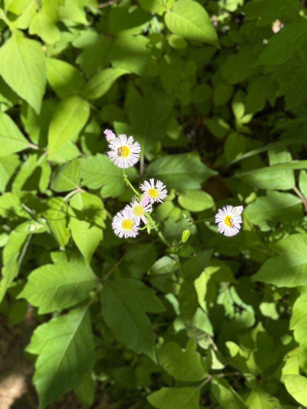 Fleabane catching the afternoon light