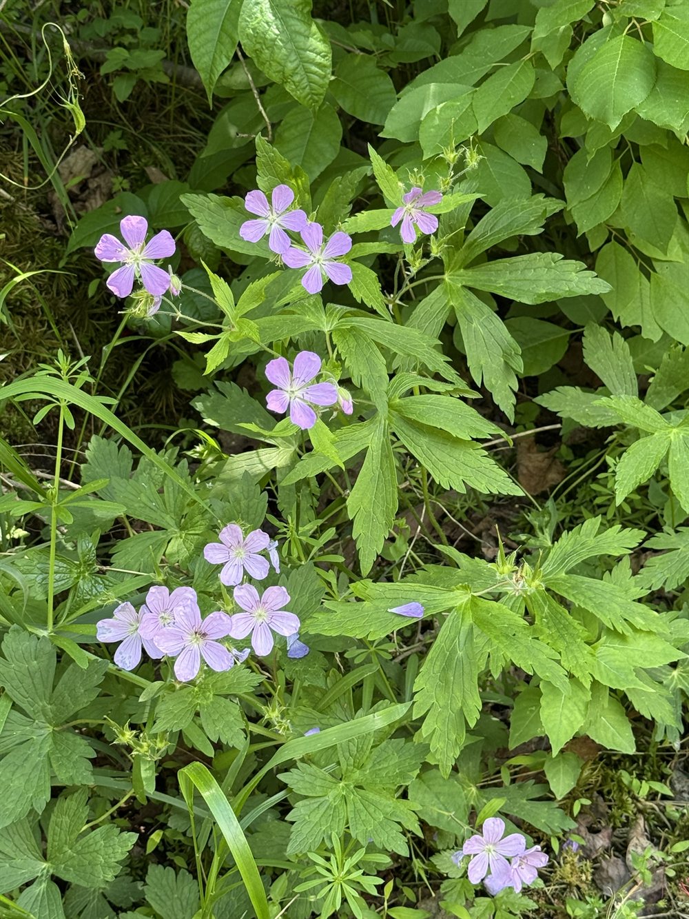 Wild geranium at the wood's edge