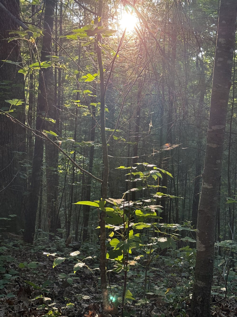 Low sun through the canopy near camp