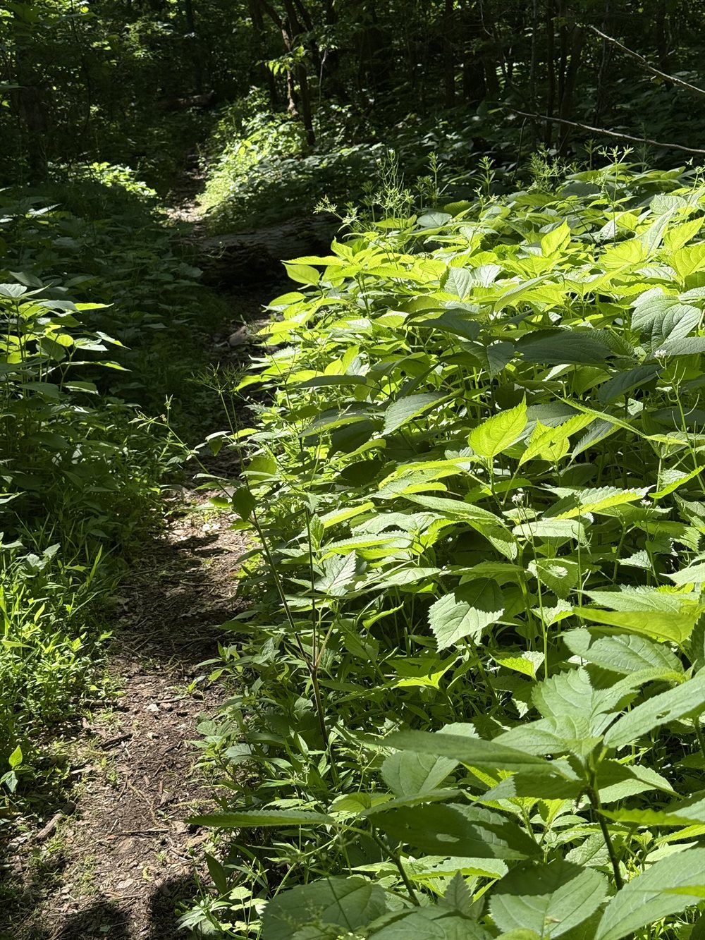 The impossibly fresh green of new leaves on the way down