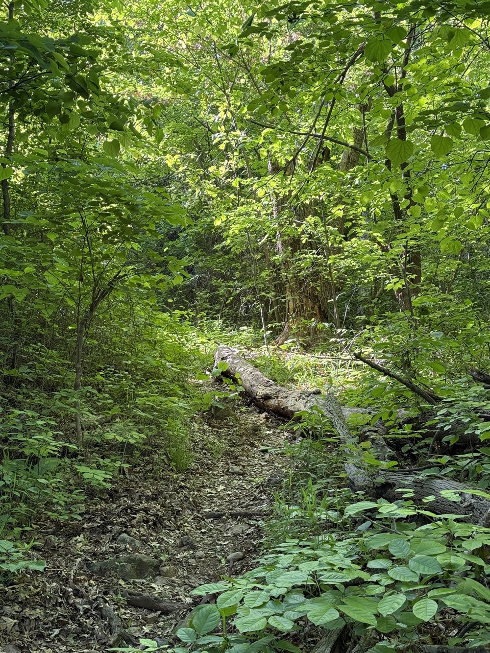 A fallen log across the path, the slow way down
