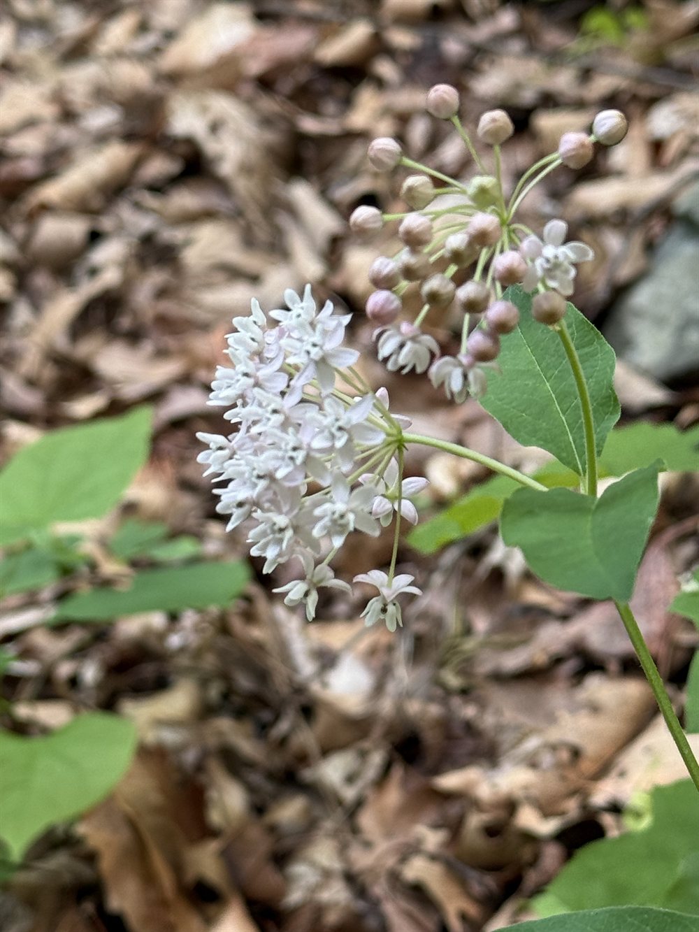 Milkweed in bloom beside the trail