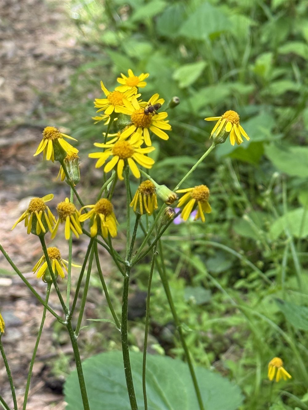 Golden ragwort in the understory