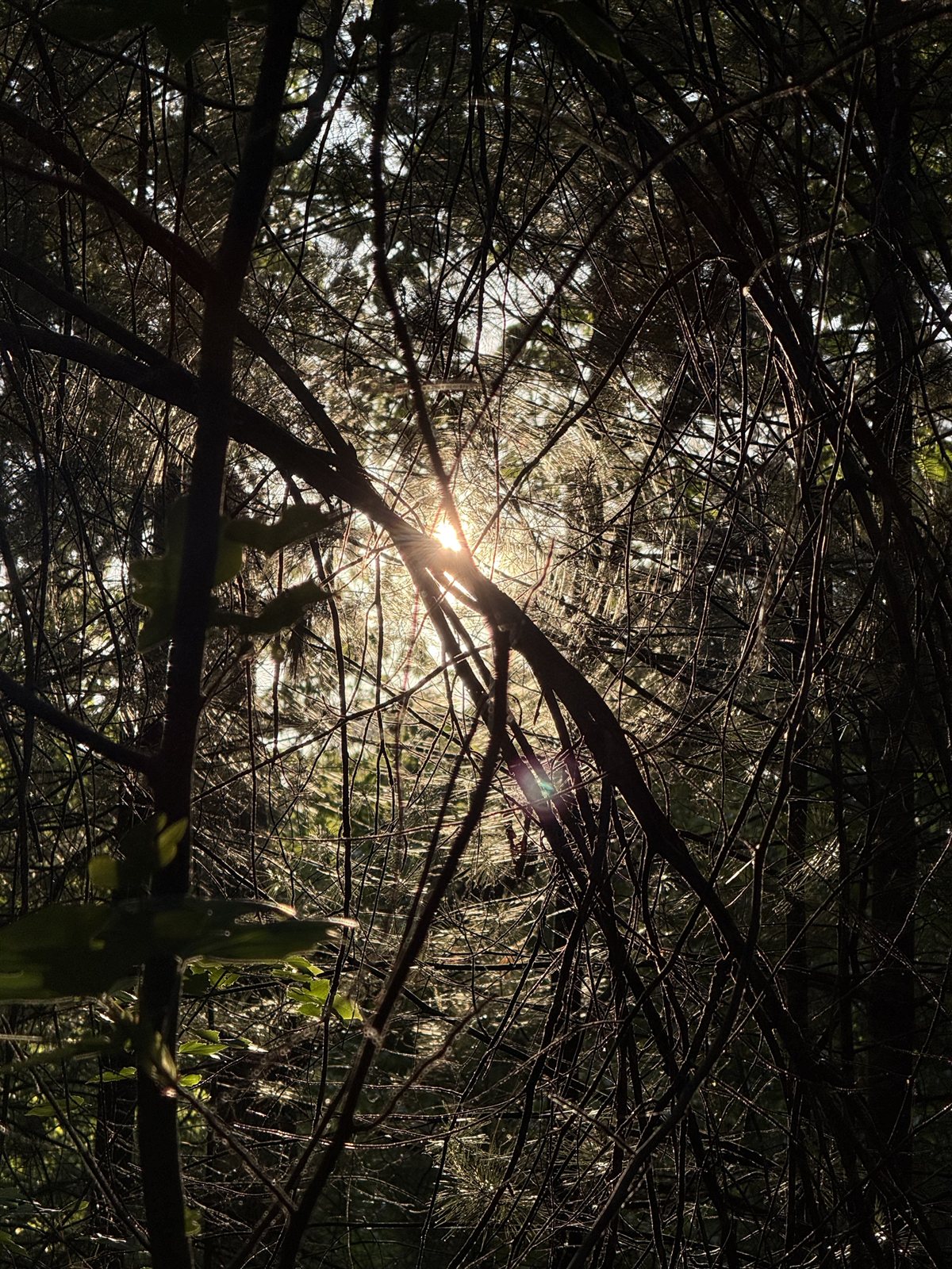 Golden hour finally arriving through the trees