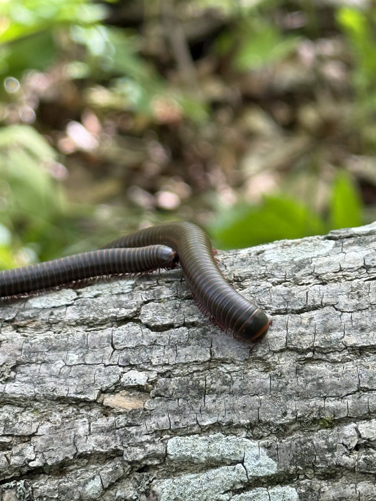 A millipede making its slow way along a fallen log